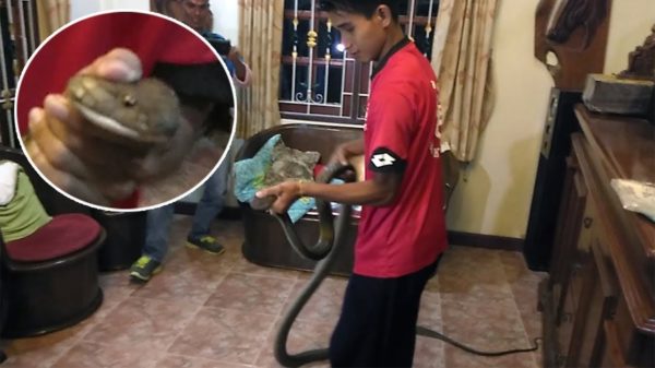 Anders vind je even een gigantische koningscobra in je huis