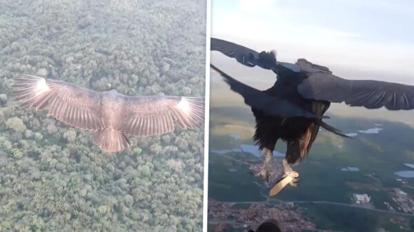 Dankzij een roofvogel werd deze paraglide echt onvergetelijk