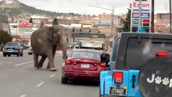 Chaos in Montana: ontsnapte olifant wandelt dwars door het verkeer en poept in tuin