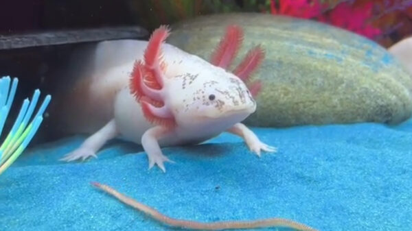 Al eens een axolotl een snack weg zien werken?