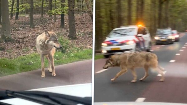 Automobilisten in Ermelo moeten op de rem voor een overstekende wolf(shond)