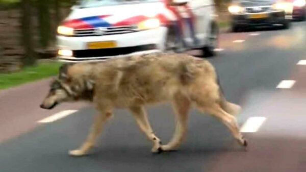 Automobilisten in Ermelo moeten op de rem voor een overstekende wolf(shond)