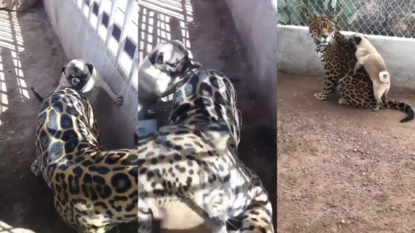 Mopshondje bewijst dat je met een grote bek alles voor elkaar krijgt