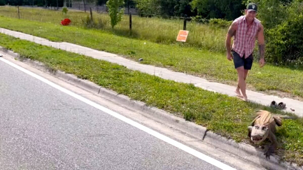 MMA-vechter uit Florida vangt 2,4 meter lange alligator met z'n blote handen