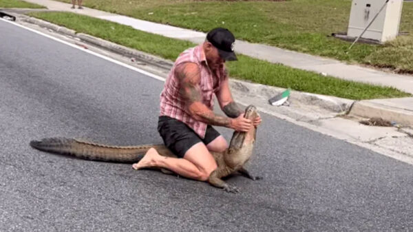 MMA-vechter uit Florida vangt 2,4 meter lange alligator met z'n blote handen