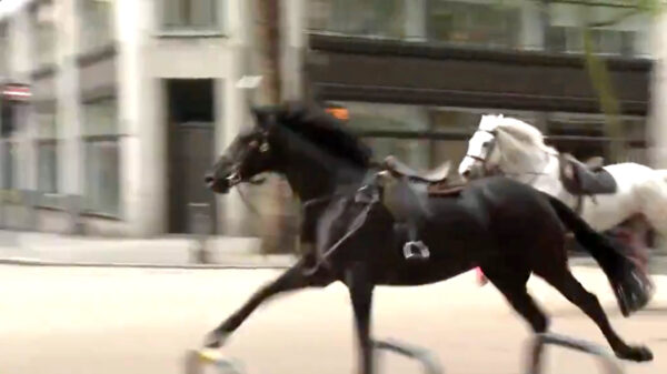 Koninklijke paarden losgeslagen in centrum van Londen, één paard en vijf mensen raken gewond