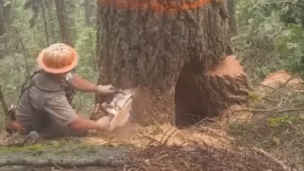 Het bewijs dat houthakker een heel gevaarlijk beroep kan zijn