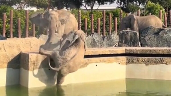 Al eens een olifant zijn evenwicht zien verliezen en in het water zien vallen?