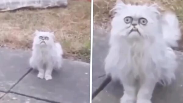 Het enige kattenfilmpje op het internet waar je écht om moet lachen