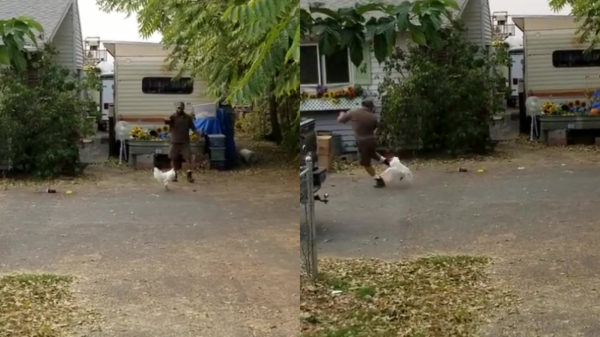 Agressieve haan heeft het niet zo op pakketbezorgers