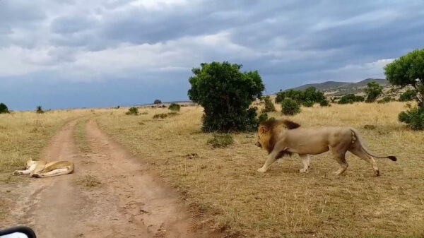 Koning van de jungle probeert zijn chagrijnige vrouw voorzichtig wakker te maken