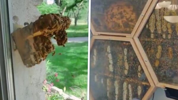 Dankzij deze bijenkorf kun je je gevleugelde vriendjes in je huis bekijken
