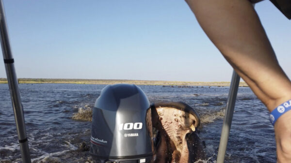 Pislinke nijlpaard valt fotograaf aan tijdens boottocht in Namibia