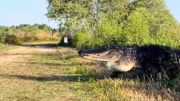 Wandelaar staat ineens oog in oog met een gigantische alligator
