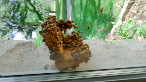 Man houdt van bijen en bouwt een transparante bijenkorf in de muur van zijn huis