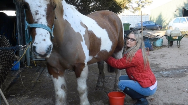 Appetijtelijke blondine poetst paardenzwengels voor haar werk