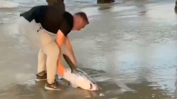 Man helpt een aangespoelde haai met zijn blote mannenklauwen terug in zee