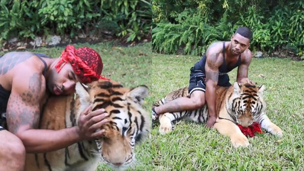 Tarzan rollebolt gezellig met zijn gigantische huis-, tuin- en keukentijger