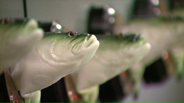 Deze Amerikaanse kroeg heeft 70 synchroon zingende karpers aan de muur