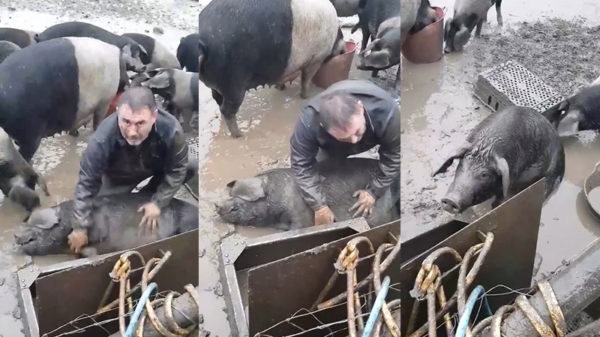 Boer doet er alles aan om te zorgen dat varken niet overlijdt aan verdrinkingsdood