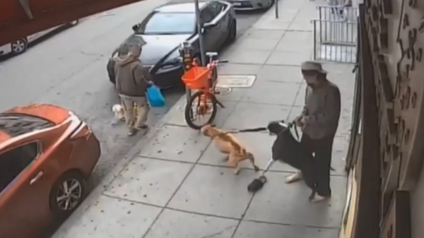 Twee pitbulls vallen een man en zijn kleine keffer aan nadat de hondenriem knapt