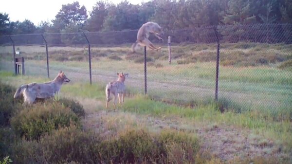 Superhandig wildraster tegen wolven op de Hoge Veluwe werkt voor geen ene meter