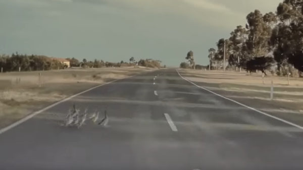 Tesla's autopilot prima geschikt om complete eendenfamilies mee te ontwijken