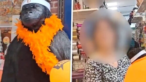 Hoorn in rep en roer: Winkel onder vuur nadat ze "Memphis hoofdband" op gorilla zetten