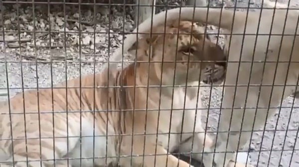 De volgende keer toch maar niet je neus in andermans zaken steken