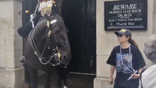 Toeriste gaat naar de grond na beet van Brits koninklijk paard
