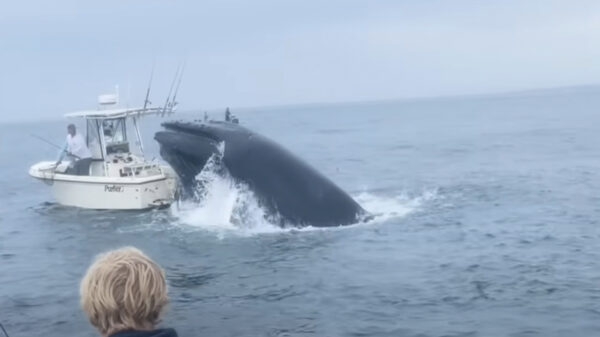 Zien: Enorme walvis sloopt boot voor de kust van New Hampshire