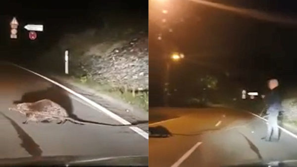 Barmhartige Duitser helpt een bever met hout naar de overkant van de weg te dragen