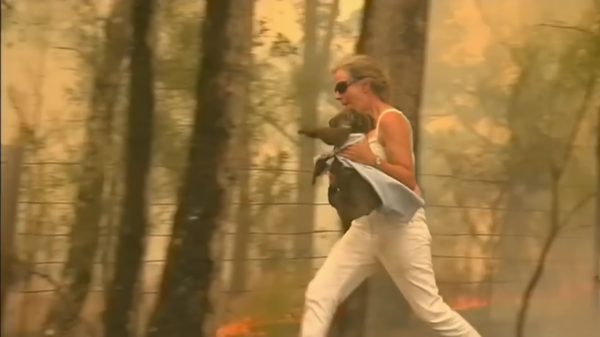 Australische heldin trotseert enorme bosbrand om gewonde koala te redden