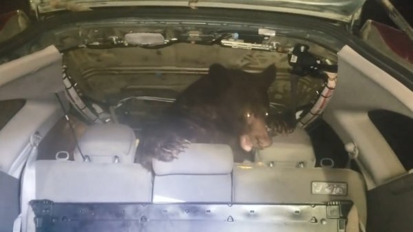 Gast vindt een zwarte beer in zijn auto die de boel aan het slopen is