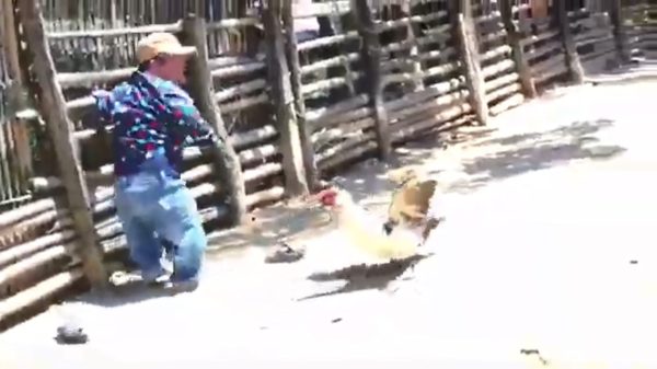 Roel van Velzen wordt lastiggevallen door een hele lijpe kip