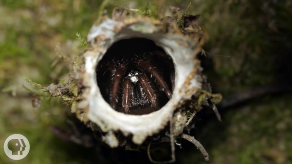 De Turret Spider heeft behoorlijk bizarre aanvalstechnieken