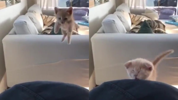 Ook kittens maken wel eens een harde faceplant