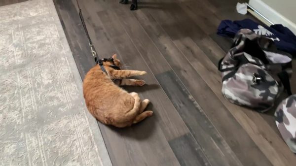 Kop op Kevin, we gaan wandelen