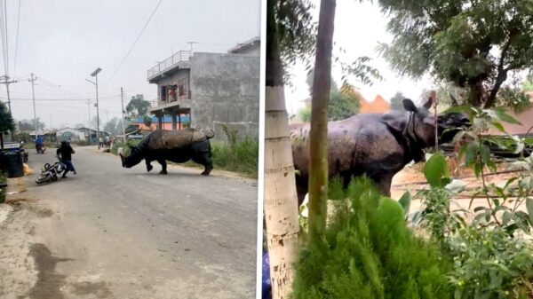 Cameraman in Nepal riskeert z'n eigen leven door losgeslagen neushoorn te filmen