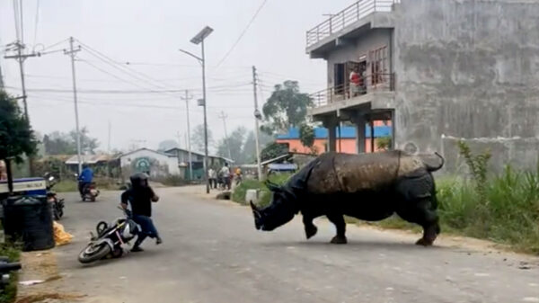 Cameraman in Nepal riskeert z'n eigen leven door losgeslagen neushoorn te filmen