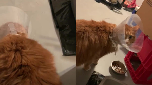 Een kat met een geschoren staart ziet er gewoonweg heel bizar uit