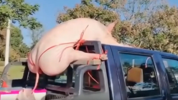 Dood varken in pikante pose bovenop Chinese pick-up geknoopt