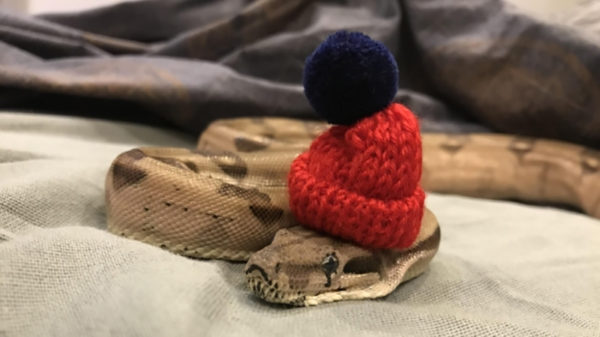 Deze slangen zien er allemaal fabulous uit dankzij hun modieuze hoedjes!
