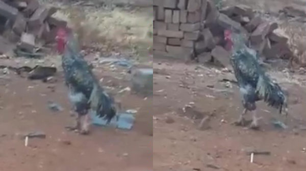 Dit is de meest Duitse haan die je dit weekend tegen zult komen