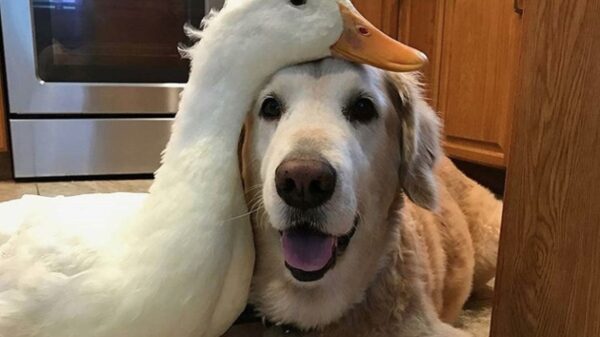 Een heerlijke "als alles precies op z'n plaats valt"-dump!