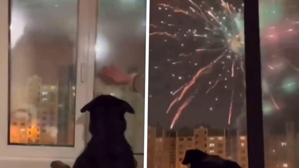 Zie je nou wel: Er zijn ook gewoon honden die niet bang zijn voor vuurwerk