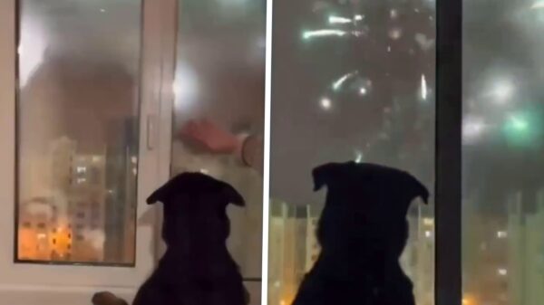 Zie je nou wel: Er zijn ook gewoon honden die niet bang zijn voor vuurwerk