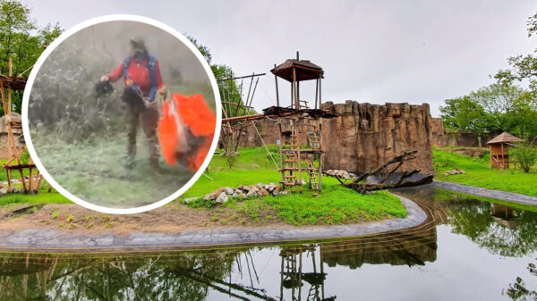 Foutje, bedankt: Parachutist belandt tussen de apen in Ouwehands Dierenpark