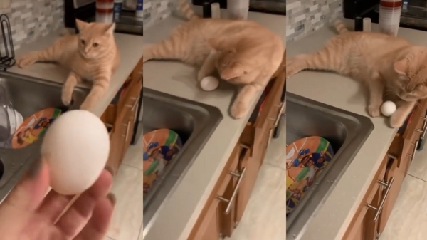 Kattenvrouwtje kan haar theorie over dieren en eieren in de prullenbak gooien