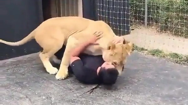 Ook al wegen ze 150 kilo: katten blijven katten